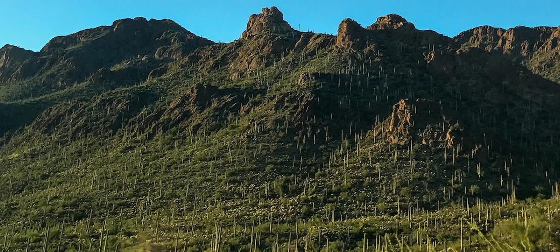 landscape of Tucson hills with saguaros